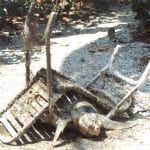 article image -